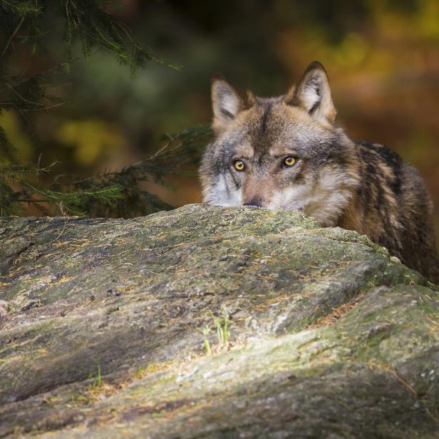 Ein Wolf späht hinter einem bemoosten Felsen hervor.