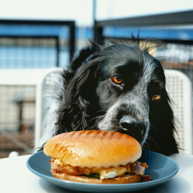 Ein Hund schaut aufmerksam auf einen Burger auf einem Tisch.