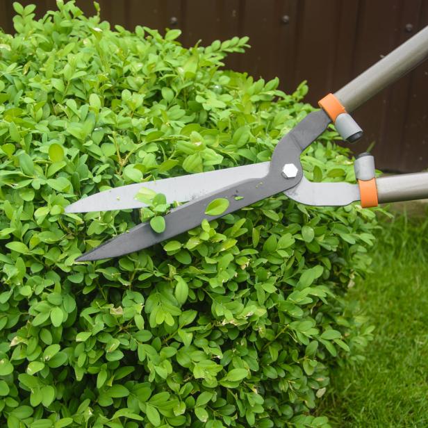 Eine Person stutzt mit einer Heckenschere einen grünen Busch.