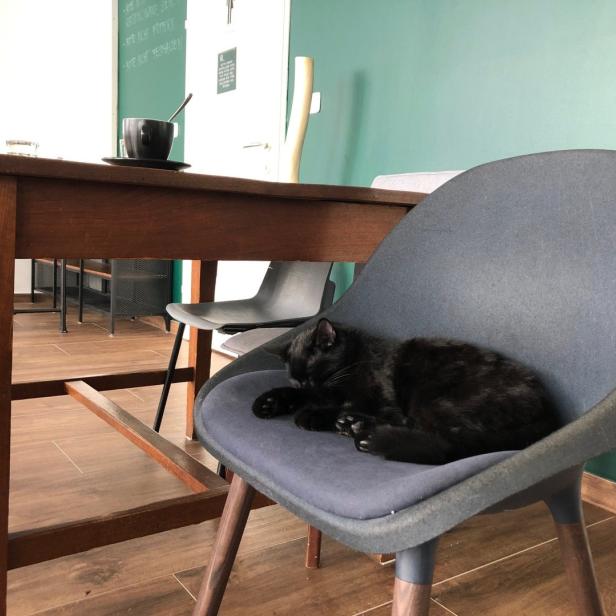 Eine schwarze Katze schläft auf einem blauen Stuhl in einem Café.