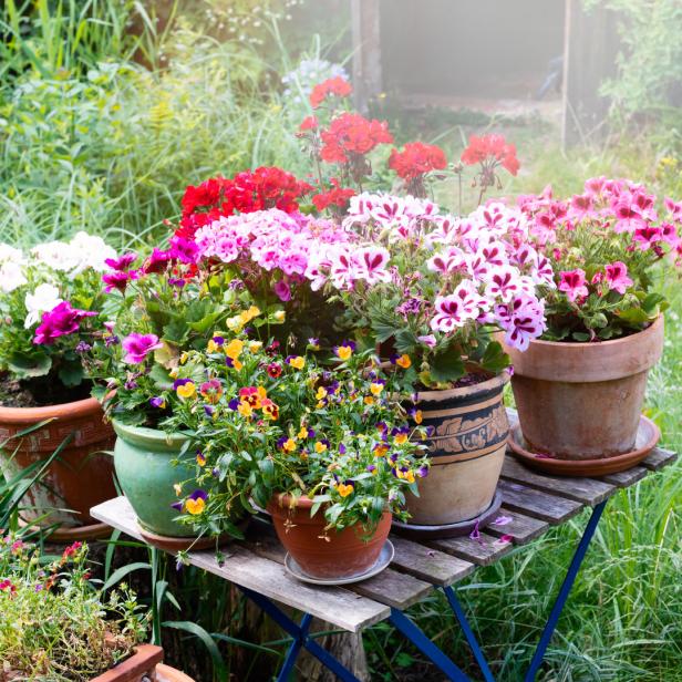 Verschiedene bunte Blumen in Töpfen stehen auf einem kleinen Tisch im Garten.