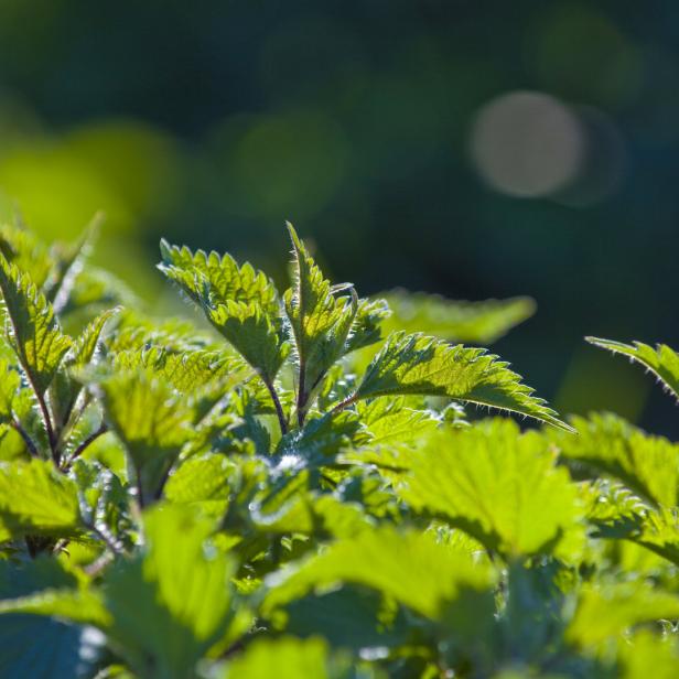 Nahaufnahme von grünen Brennnesselblättern im Gegenlicht.