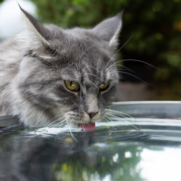 Eine graue Langhaarkatze trinkt im Garten aus einer Regentonne.