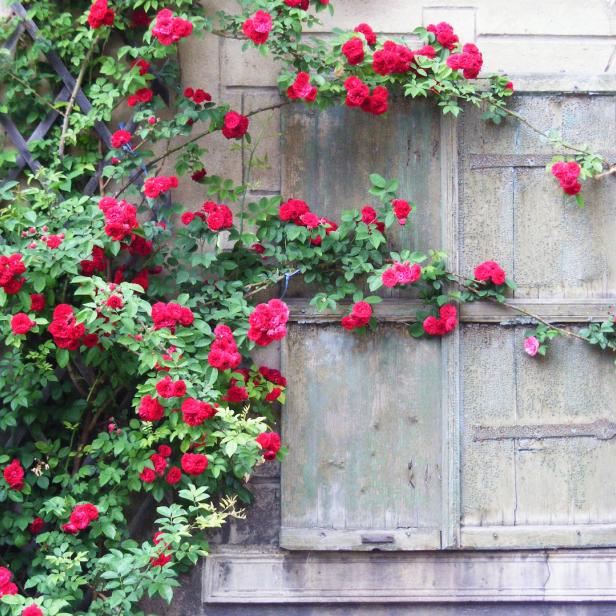 Ein Fenster mit grünen Fensterläden ist von roten Rosen umrankt.