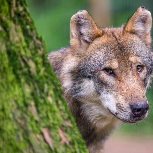 Wolf ist Thema bei Umweltministern