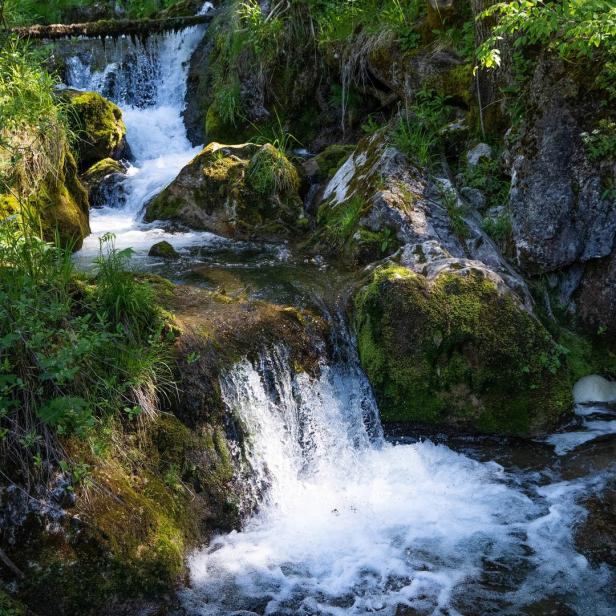 Ein kleiner Wasserfall fließt über moosbewachsene Felsen in einem Wald.