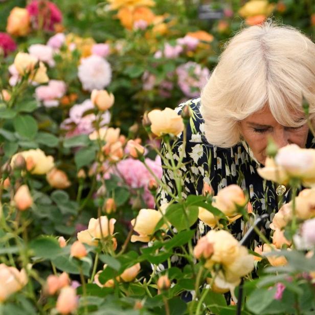 Königin Camilla betrachtet Rosen in einem Garten.