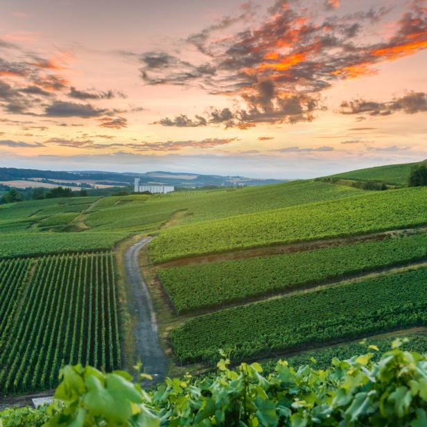 Blick über die grünen Weinberge der Champagne bei Sonnenuntergang.