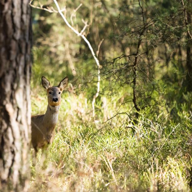 Waldbesitz als Geldanlage: Ein schönes Investment