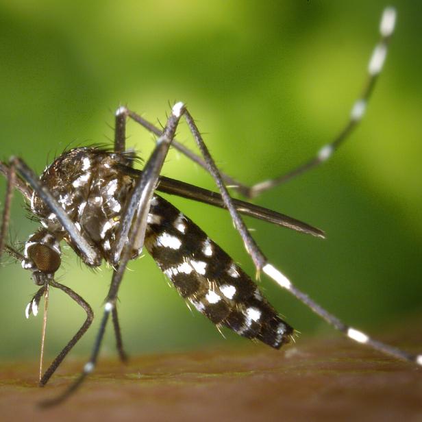 Das Bild zeigt eine asiatische Tigermücke.