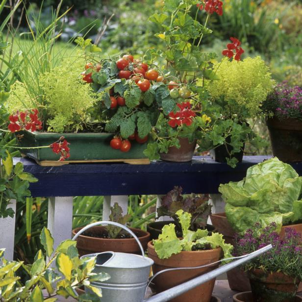 Verschiedene Pflanzen, darunter Tomaten und Salat, wachsen in Töpfen auf einer Terrasse.