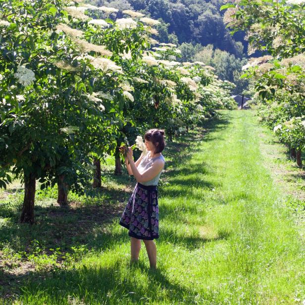 Eine Frau pflückt Holunderblüten in einer Baumreihe auf einer Wiese.