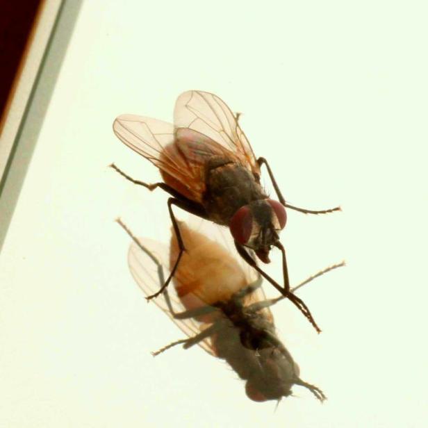 Eine Fliege sitzt auf einer Glasoberfläche und spiegelt sich darin.