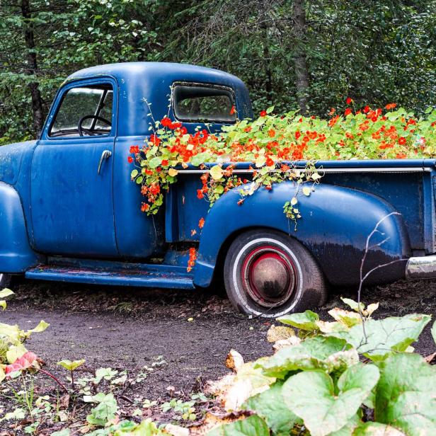 Ein blauer Oldtimer-Pickup, dessen Ladefläche mit roten und grünen Blumen bepflanzt ist.