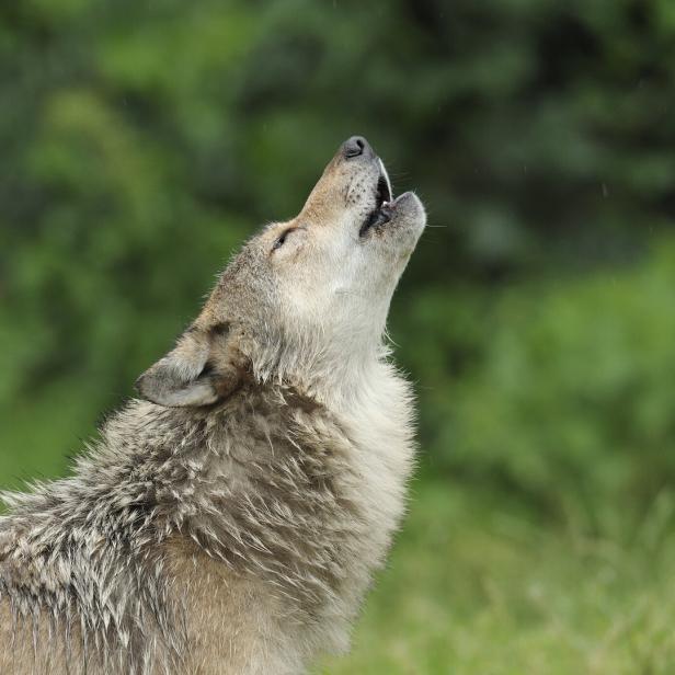 Ein heulender Grauwolf.