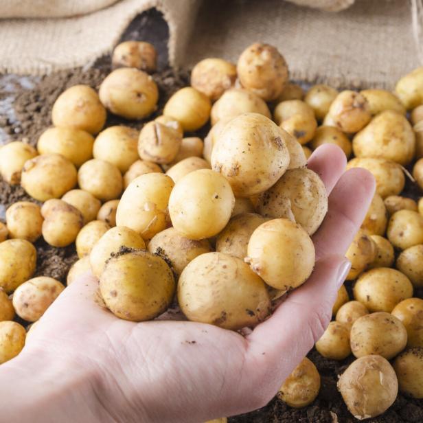 Eine Hand hält eine Menge frisch geernteter Kartoffeln.