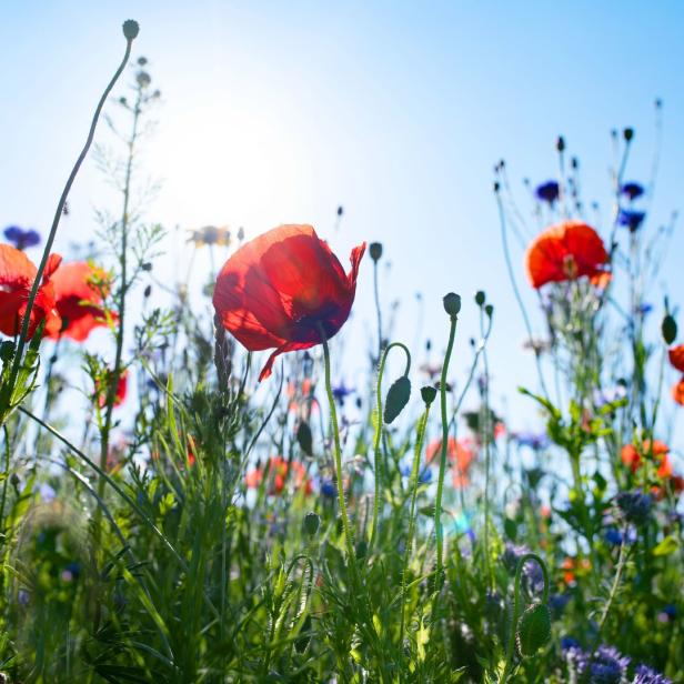 Mohnblumen und andere Wildblumen blühen auf einer Wiese unter blauem Himmel.