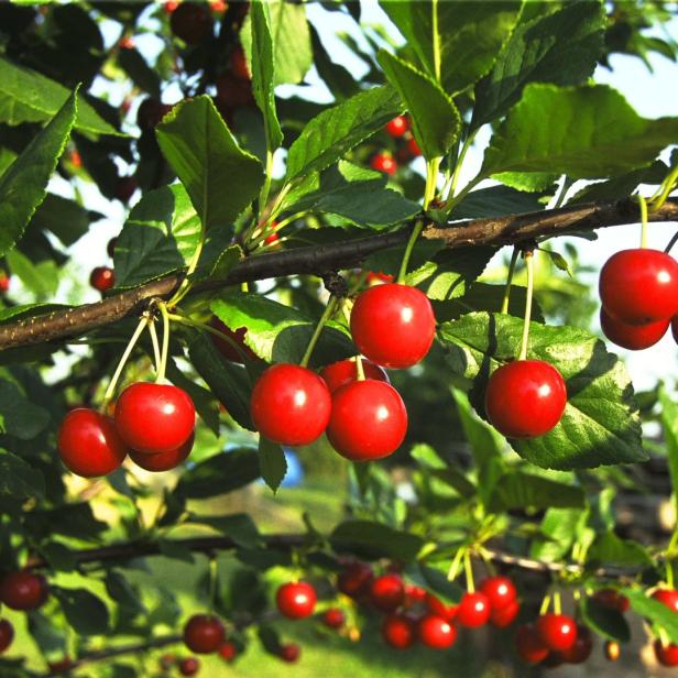 Viele rote Kirschen hängen an einem Baum mit grünen Blättern.