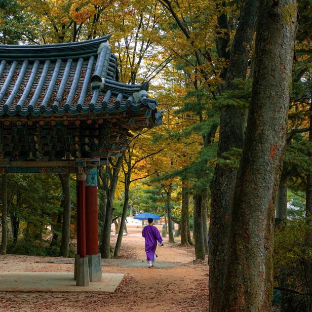 Eine Frau geht mit einem lila Regenschirm durch einen koreanischen Wald.