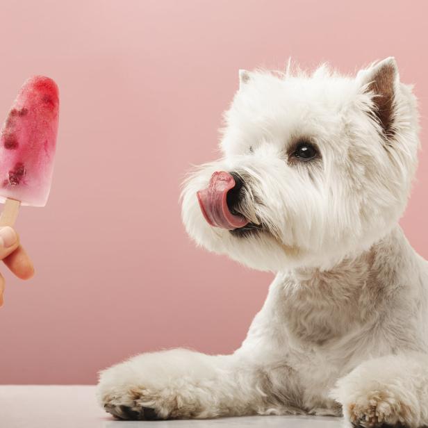 Ein weißer Hund leckt sich die Schnauze, während ihm ein Himbeereis hingehalten wird.