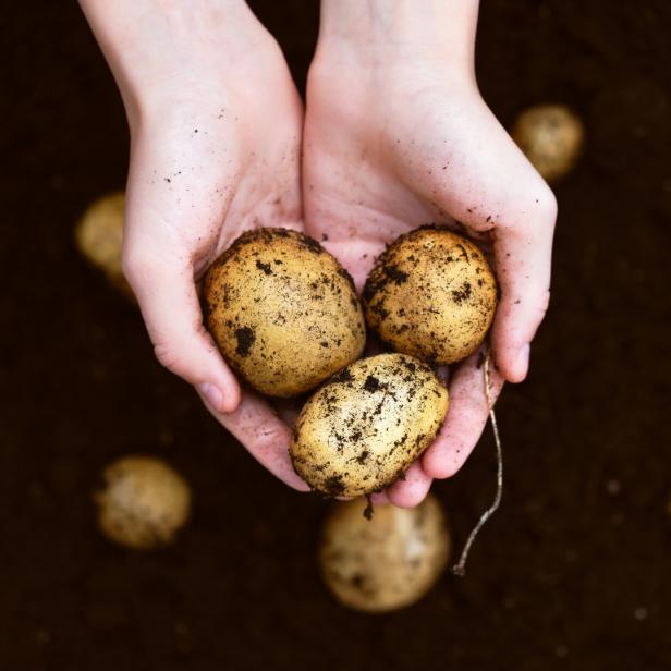 Hände halten drei frisch geerntete Kartoffeln über der Erde.