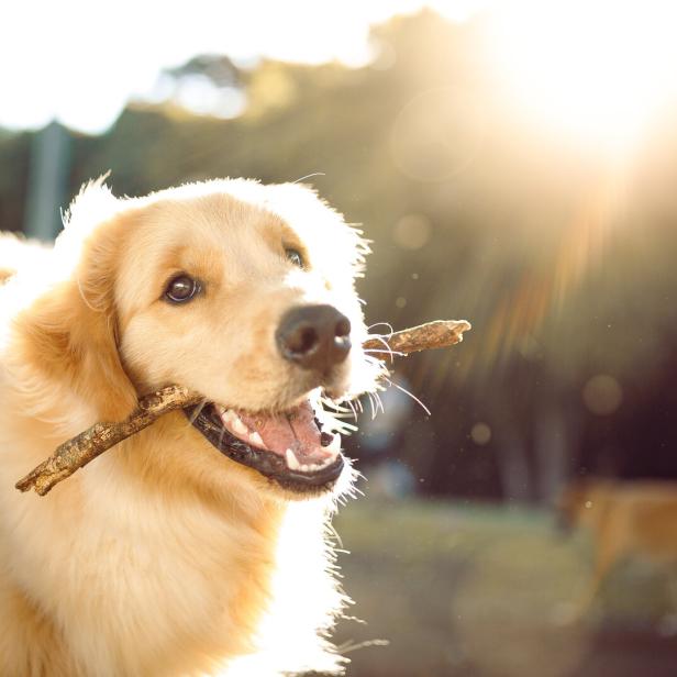 Ein süßer, glücklicher Hund spielt mit einem Stock.