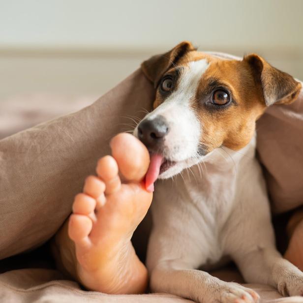 The dog jack russell terrier lies with the mistress on the bed and licks her feet