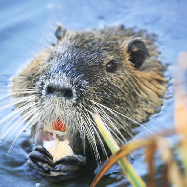 Ein Biber sitzt im Wasser und frisst etwas.