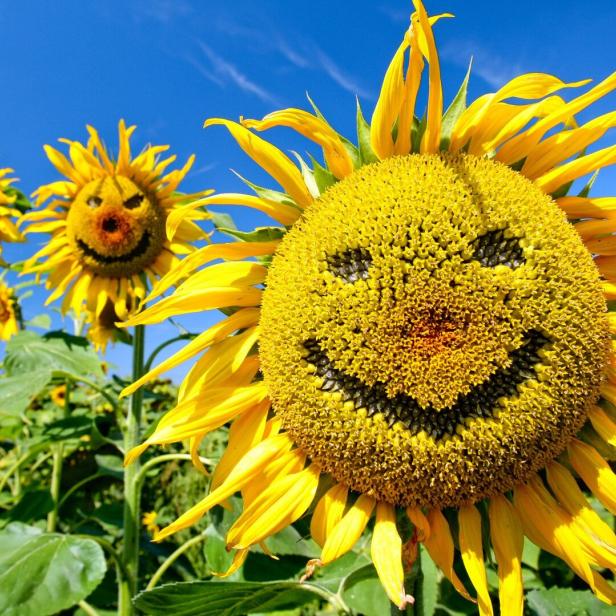 Lachende Sonnenblumen