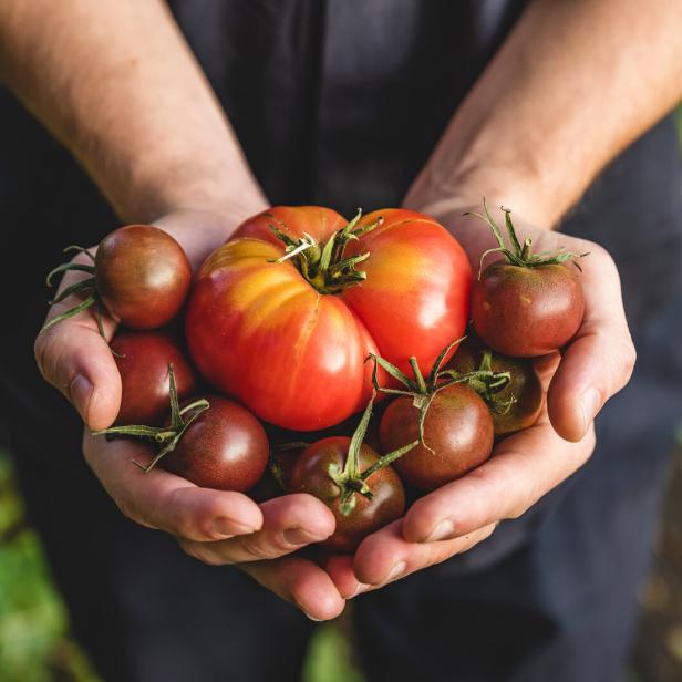 Eine Person hält eine Auswahl an frischen Tomaten in ihren Händen.