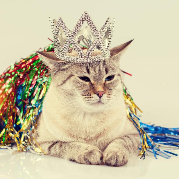 Eine Katze mit einer Krone und bunten Lametta zum Weltkatzentag.