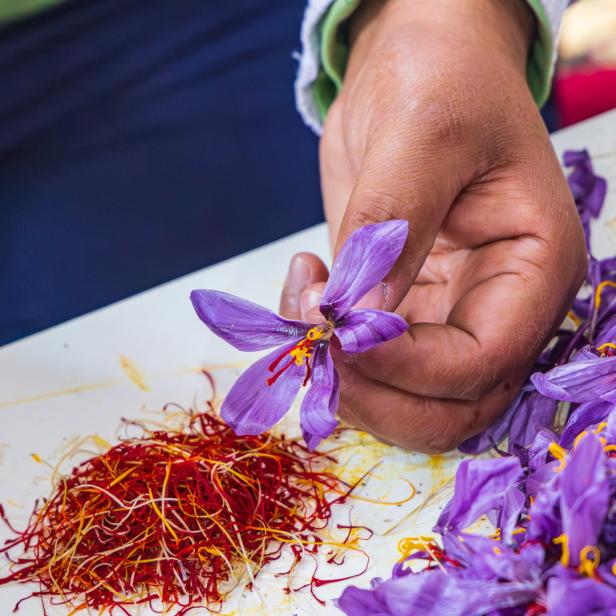 Eine Hand hält eine Krokusblüte über Safranfäden.