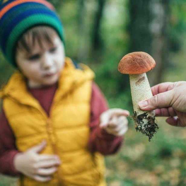 Ein Junge betrachtet einen von einer Hand gehaltenen Pilz.