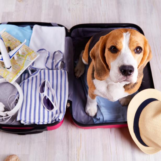 Ein Beagle sitzt in einem offenen Koffer zwischen Reiseutensilien.