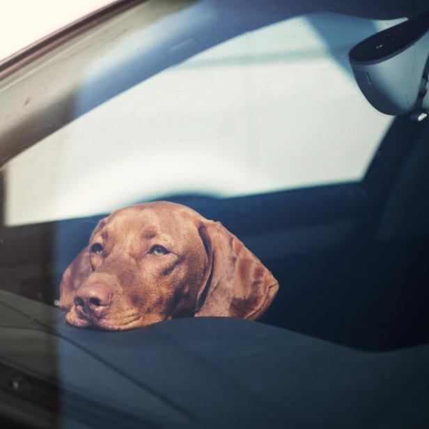 Hund in Auto eingesperrt