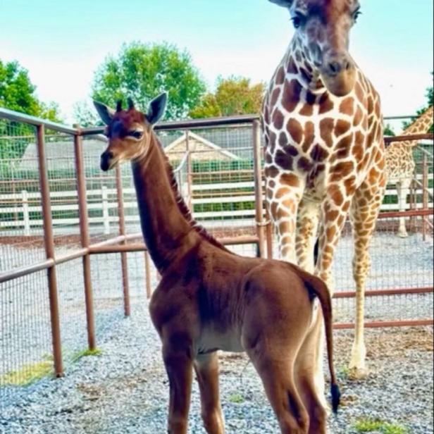 Eine junge Giraffe steht neben ihrer Mutter in einem Gehege.