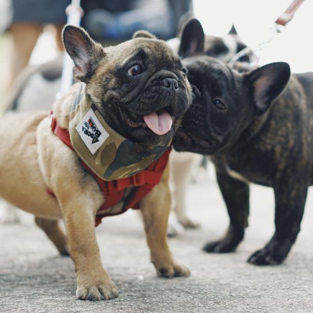 Ein brauner und ein schwarz gestromter junger Französische Bulldogge stehen auf einem Gehweg.