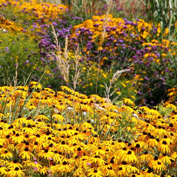 Ein Feld voller gelber Rudbeckia-Blüten und lila Verbena mit Gräsern im Vordergrund.
