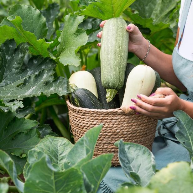 Eine Frau hält einen Korb mit Zucchini im Gemüsegarten.