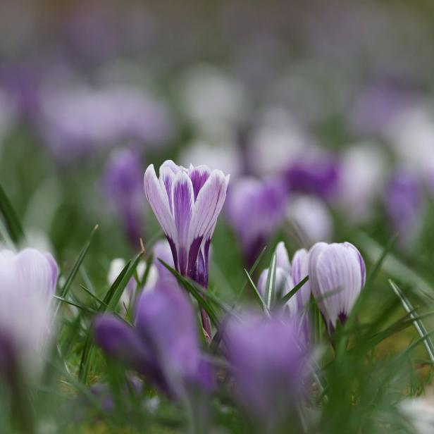 Eine Nahaufnahme von lila Krokussen auf einer Wiese.