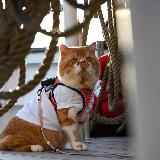 Eine orangefarbene Katze mit Geschirr und Hemd auf einem Schiff.