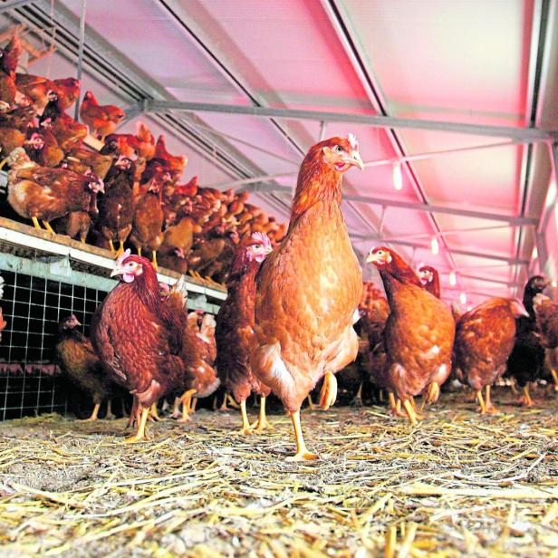 Viele braune Hühner stehen in einem Stall mit Stroh auf dem Boden.