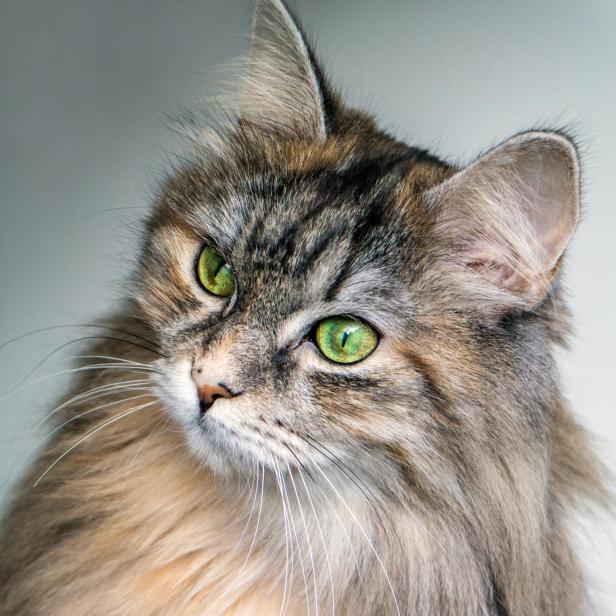 Katze mit langen Haaren.