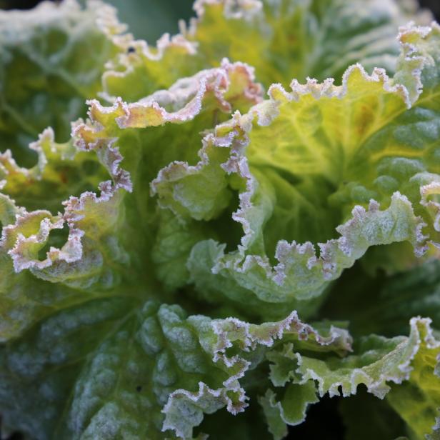 Ein Kopfsalat ist mit Frost überzogen.