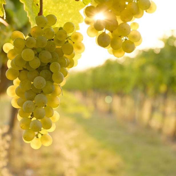 Reife, grüne Weintrauben hängen an einem Weinstock im Weinberg.