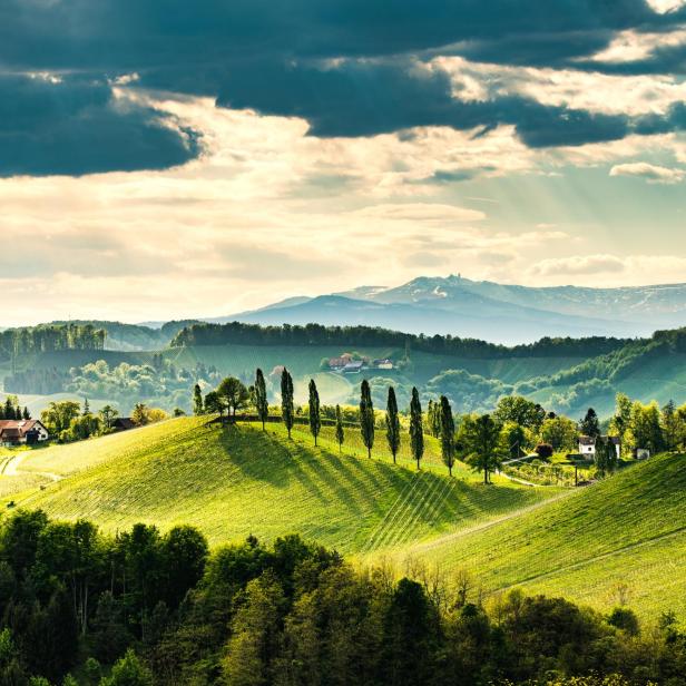 Hügelige Weinberge in der Südsteiermark bei Gamlitz.