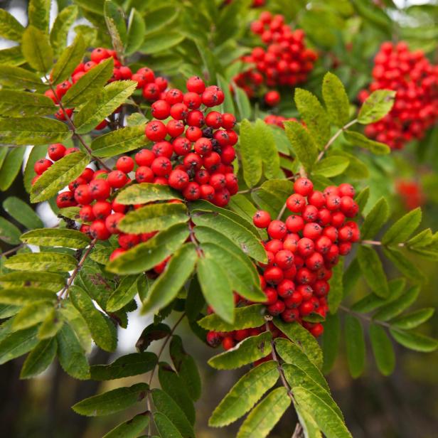 Nahaufnahme von roten Vogelbeeren mit grünen Blättern.