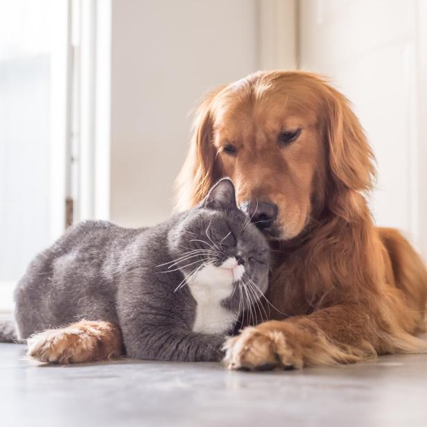 Ein Golden Retriever und eine Katze kuscheln auf dem Boden.