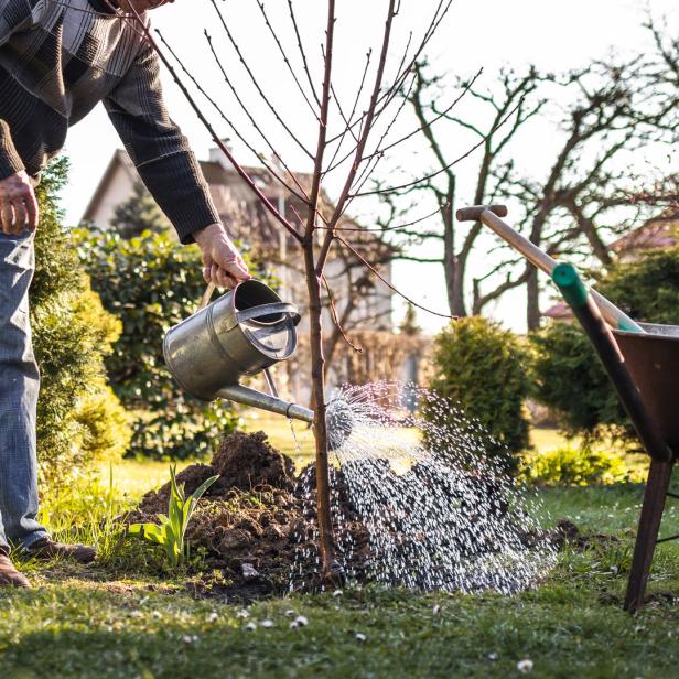 Eine Person gießt einen neu gepflanzten Baum mit einer Gießkanne.