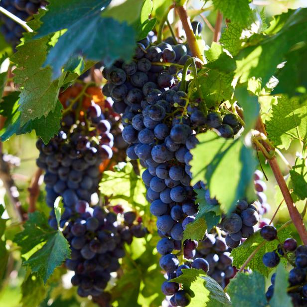 Reife, dunkle Trauben hängen an einem Weinstock.